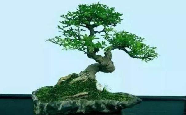 树桩盆景怎么摘叶的3个方法 图片