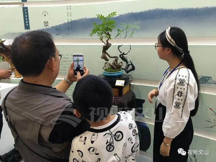 一个盆景卖188万今年文博会文山很高调