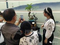 一个盆景卖188万今年文博会文山很高调