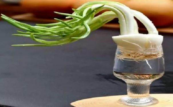 制作水培洋葱盆景发芽的方法 图片