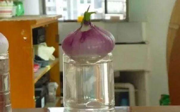 制作水培洋葱盆景发芽的方法 图片