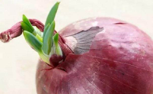 制作水培洋葱盆景发芽的方法 图片