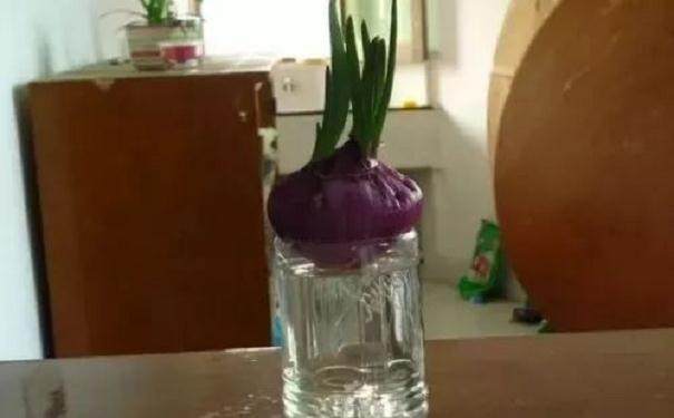 制作水培洋葱盆景发芽的方法 图片