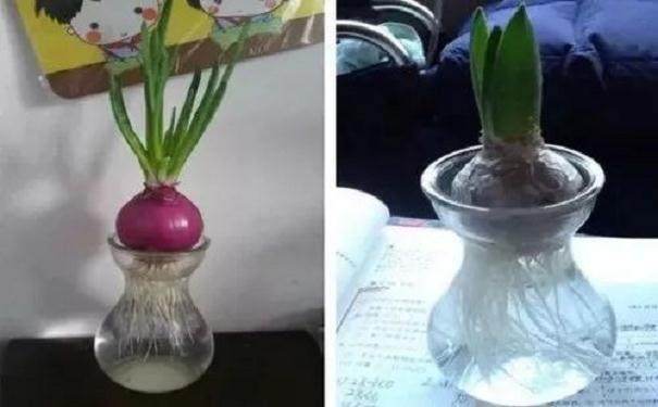 制作水培洋葱盆景发芽的方法 图片