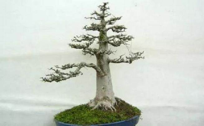 直干式盆景的制作步骤