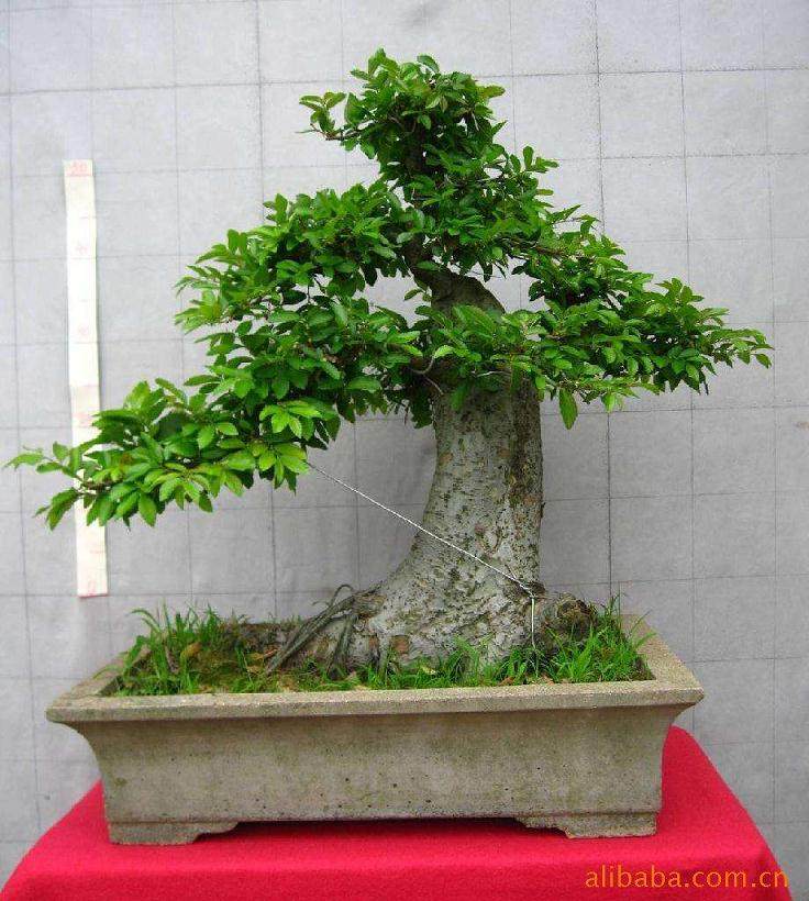 日本灰吠榆盆景的施肥与修剪