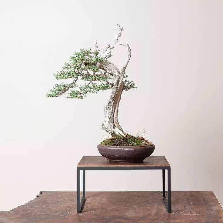 欢迎来到波托马克盆景协会资源页面！