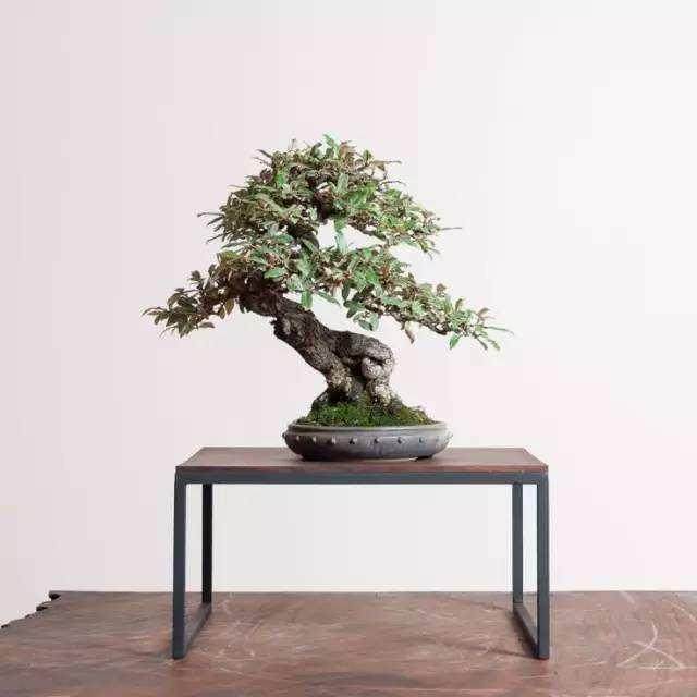 如何才能加入波托马克盆景协会俱乐部？