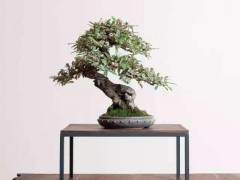 如何才能加入波托马克盆景协会俱乐部？