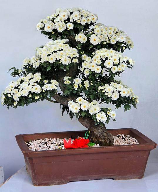 波托马克盆景协会的出版物档案