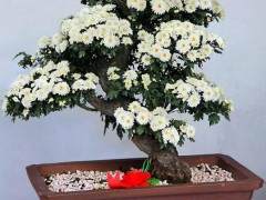 波托马克盆景协会的出版物档案