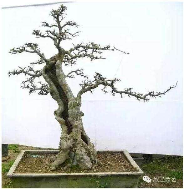 波托马克盆景协会长在2014的致辞