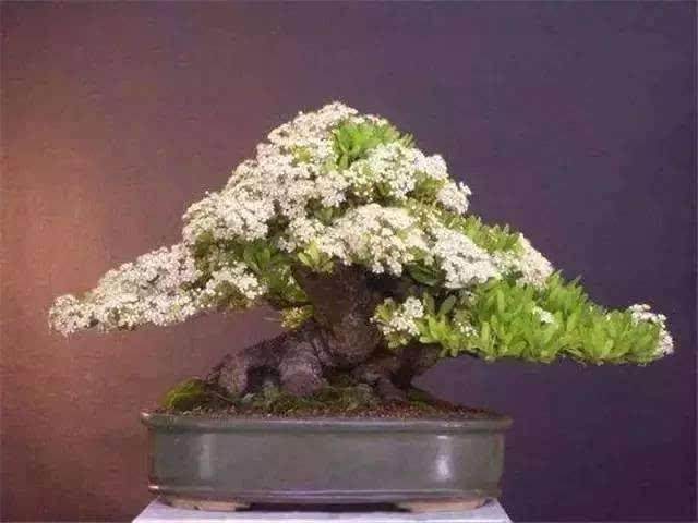 2014波托马克盆景节汇聚得非常好