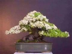 2014波托马克盆景节汇聚得非常好