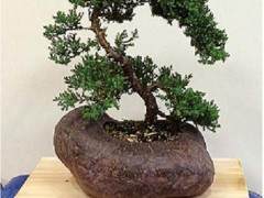 波托马克盆景协会收到国家植物园的邀请