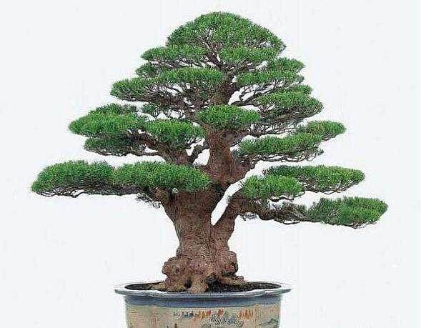 北弗吉尼亚州盆景学会研讨会