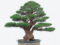 北弗吉尼亚州盆景学会研讨会