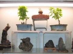 他们的热带盆景一般都做得很好