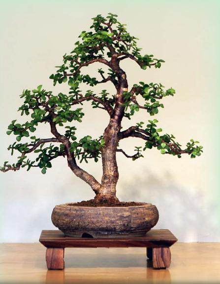 我对马齿苋属盆景的制作经验