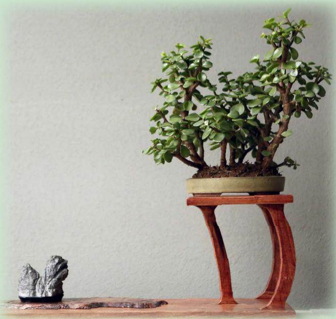 我对马齿苋属盆景的制作经验