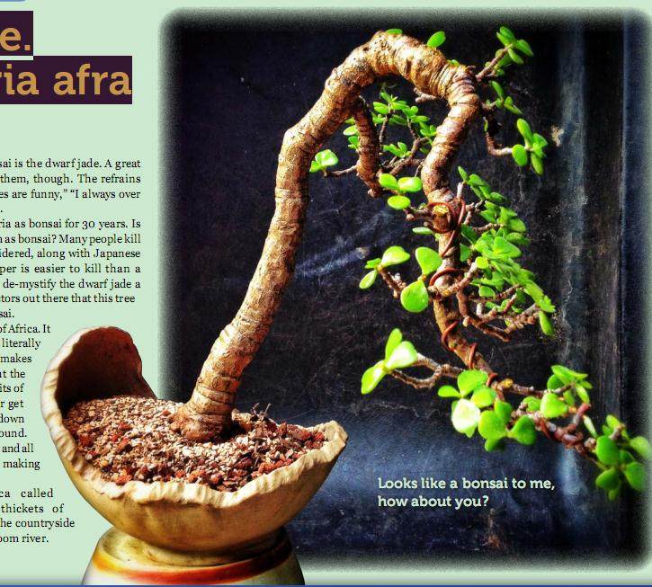 马齿苋树的制作