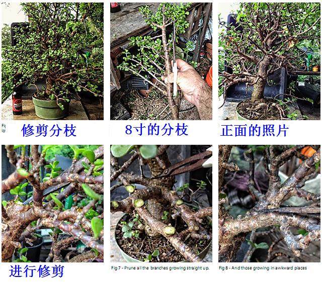 老外演示马齿苋树的制作过程