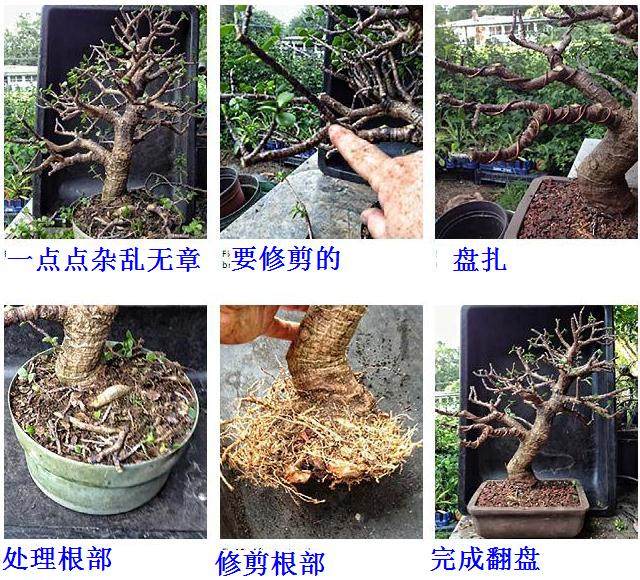 老外演示马齿苋树的制作过程