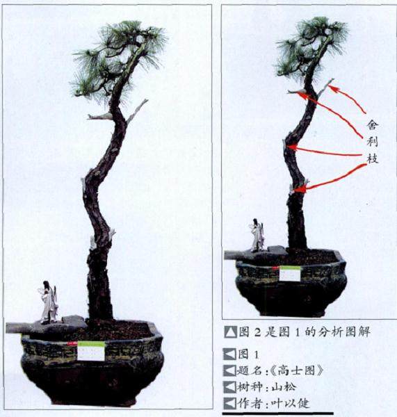 制作盆景舍利干的4个步骤