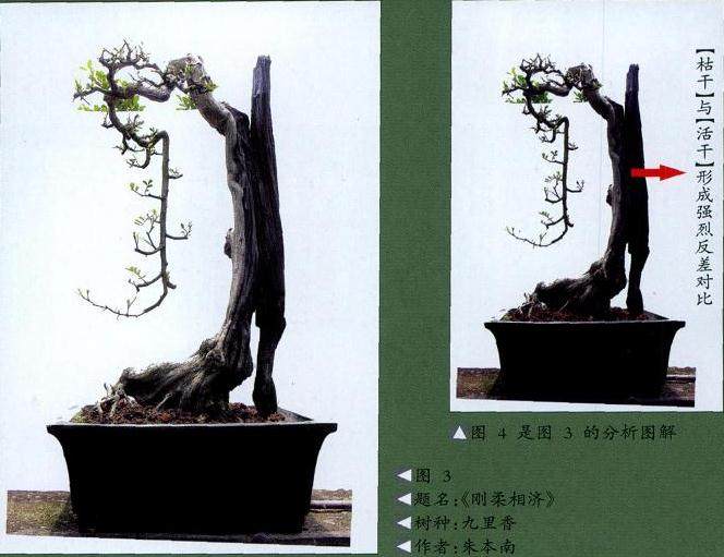 图解 制作盆景舍利干的4个步骤