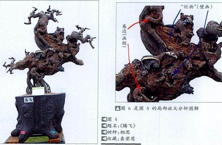 图解 制作盆景舍利干的4个步骤