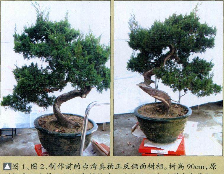 图解 台湾真柏盆景怎么制作的10个过程