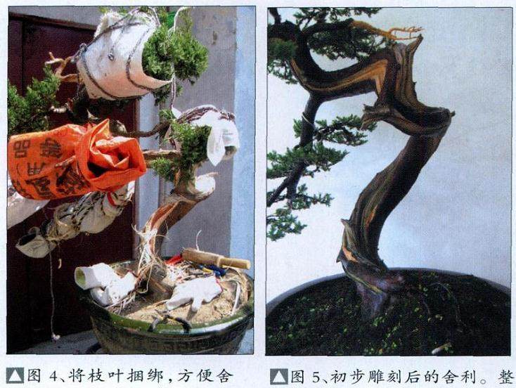 图解 台湾真柏盆景怎么制作的10个过程