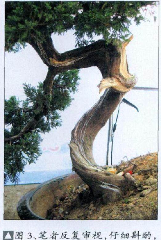 图解 台湾真柏盆景怎么制作的10个过程