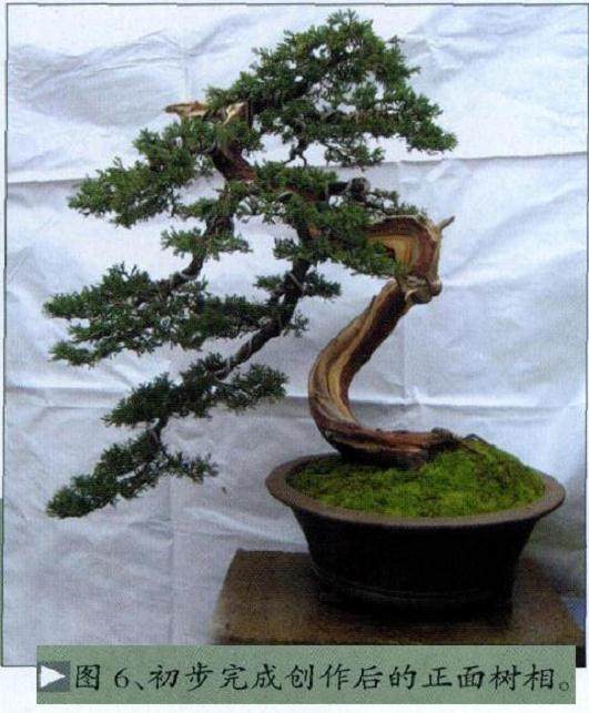 图解 台湾真柏盆景怎么制作的10个过程