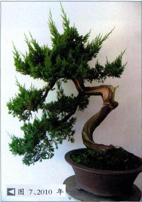 图解 台湾真柏盆景怎么制作的10个过程