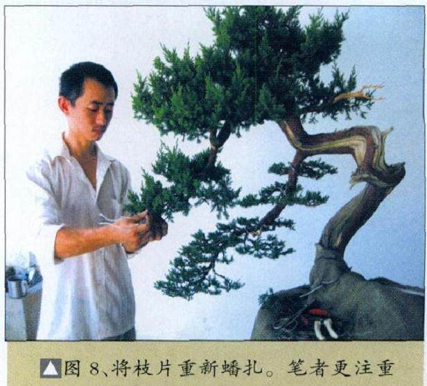 图解 台湾真柏盆景怎么制作的10个过程