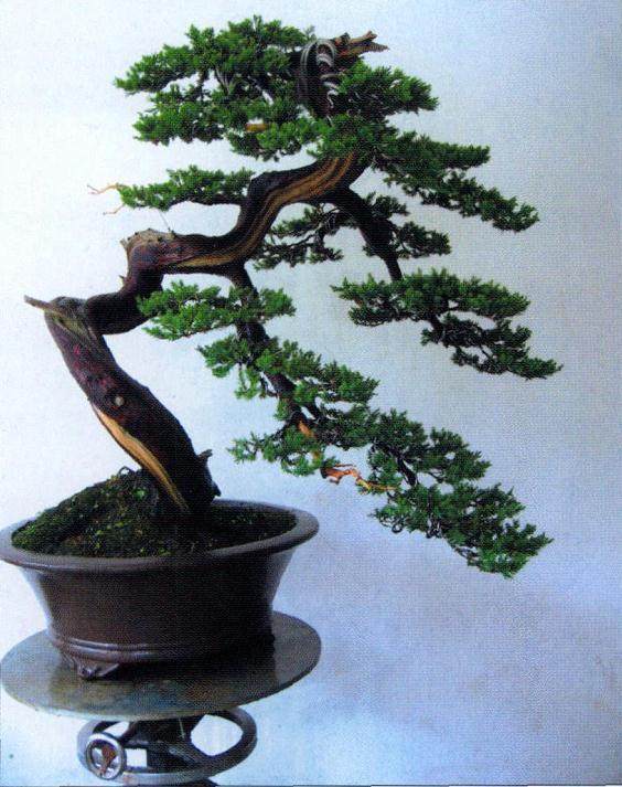 图解 台湾真柏盆景怎么制作的10个过程