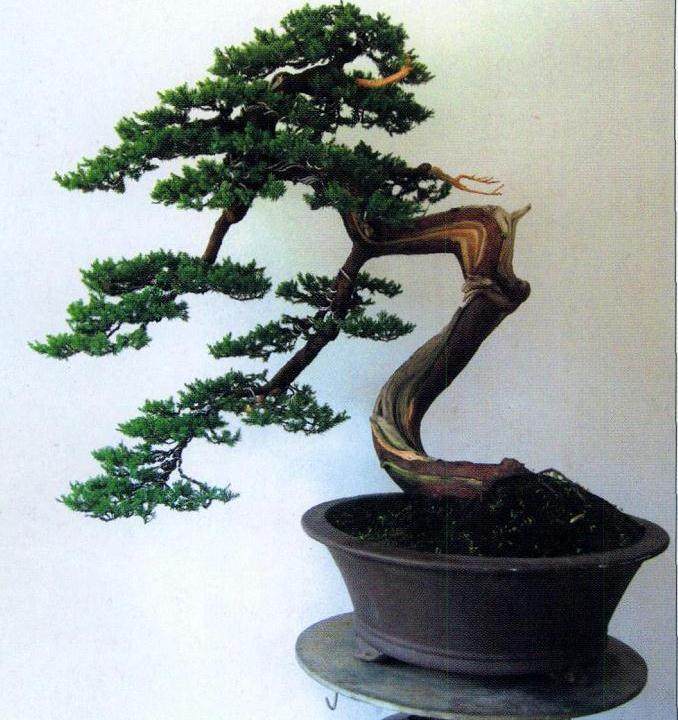 图解 台湾真柏盆景怎么制作的10个过程