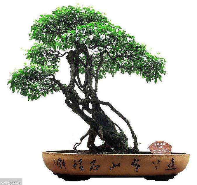 读2010《花木盆景》盆景赏石版第七期人物栏目