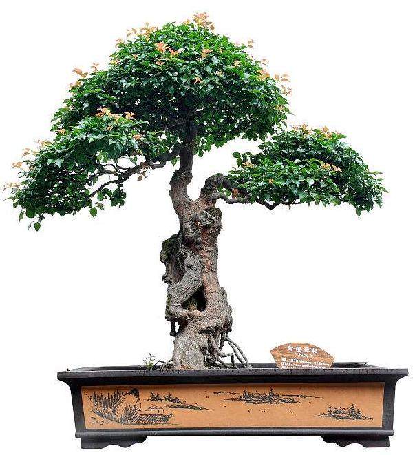 《花木盆景》盆景赏石版&mdash;&mdash;丰富我老年生活的好伙伴