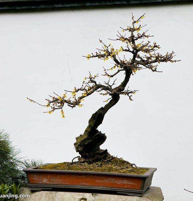 树桩盆景造型的第一步是选择最好观赏面