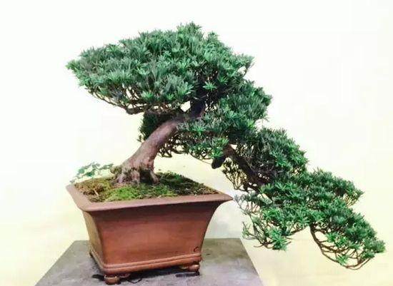 悬崖式盆景配石亦须注意 所配之石不可与树冠同高