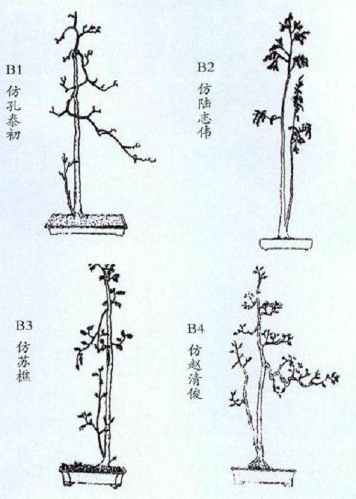 文人树与一般盆景形态比较 有下列4个特点