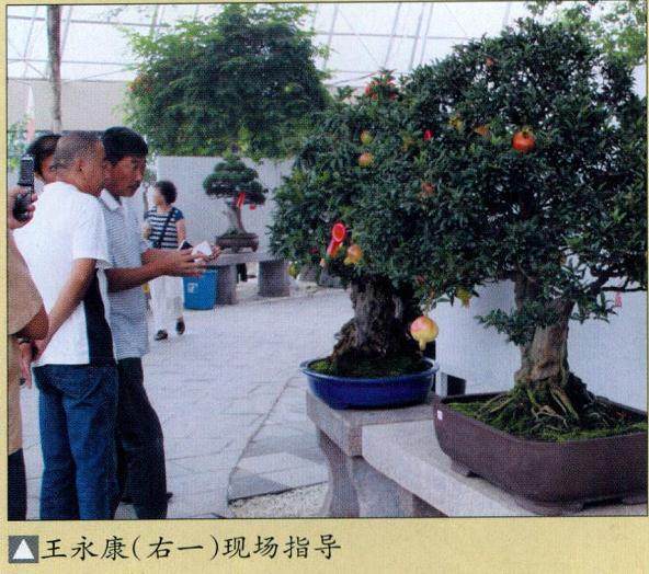 ·烟台第九届“黄海明珠杯”盆景艺术品博览会