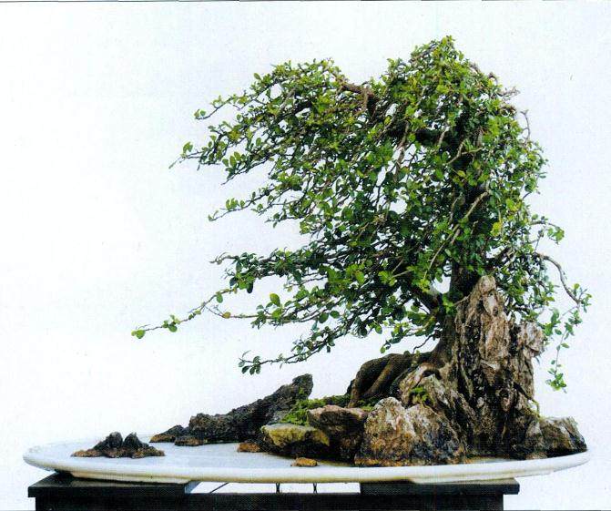 制作风动式盆景的4个步骤