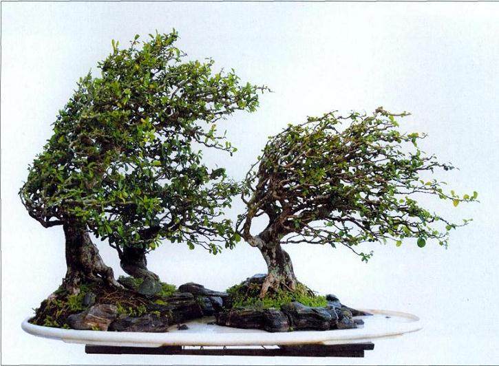 制作风动式盆景的4个步骤