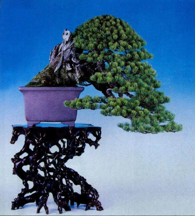 日本第84届国风盆景展在东京美术馆成功举办