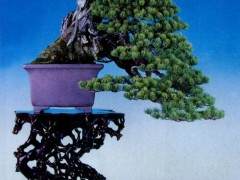 日本第84届国风盆景展在东京美术馆成功举办