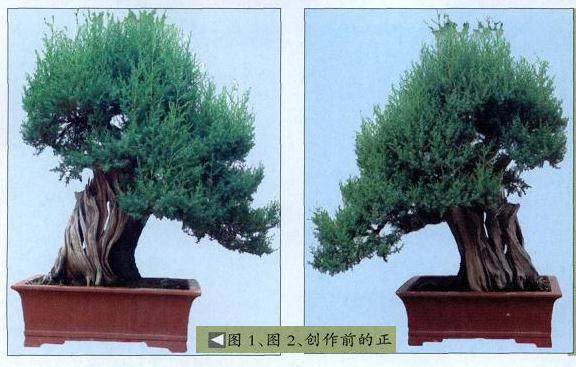 图解 舍利干盆景怎么制作的10个过程