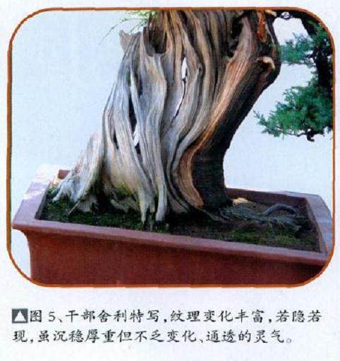 图解 舍利干盆景怎么制作的10个过程